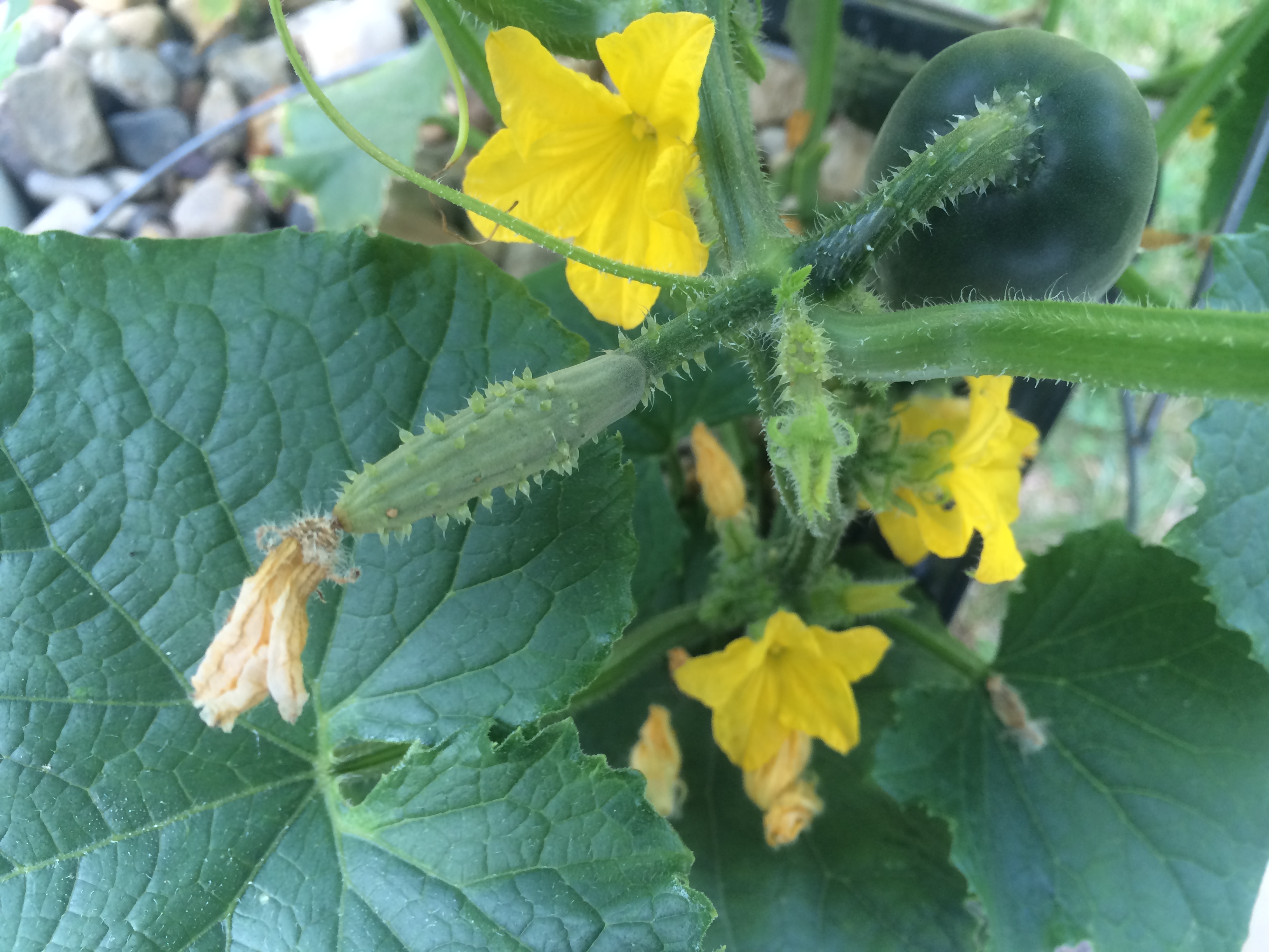 Hydroponic cucumbers forming - NoSoilSolutions