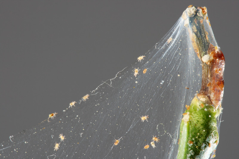 Ridding Spider Mites From Your Hydroponic Garden